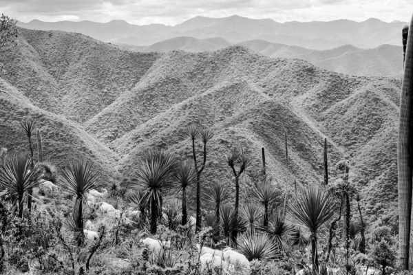 Goats and cactus forest in Mexico. Photo by Greta Semplici